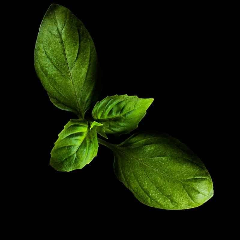 Capsules pour Plantui Smart Garden. Herbes aromatiques indoor: Basilic
