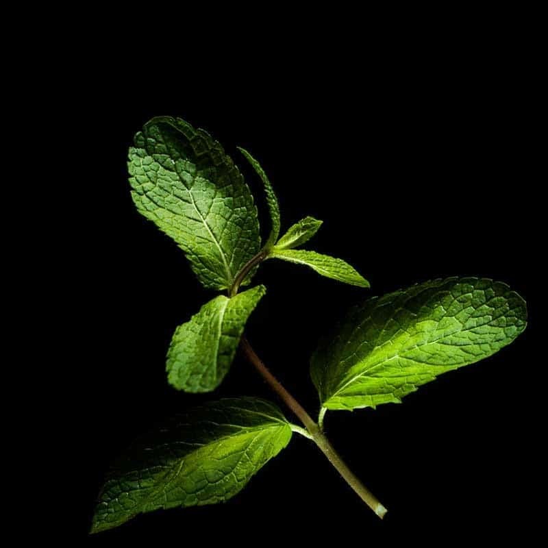 Capsules pour Plantui Smart Garden. Herbes aromatiques s/OGM : Menthe